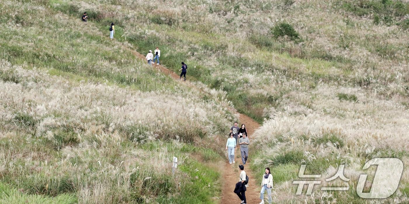 완연한 가을 날씨를 보이는 10일 오전 억새 명소인 제주시 애월읍 새별오름에서 관광객들이 억새길을 따라 걸으며 가을 정취를 즐기고 있다. 2024.10.10/뉴스1 ⓒ News1 오현지 기자