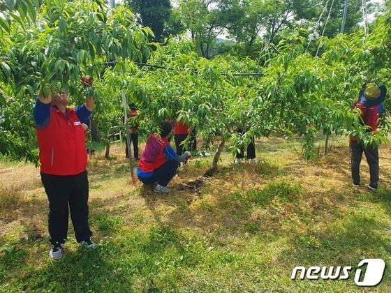  11일 충북 음성군이 농산물 수확철 농촌인력난 해소를 위해 일손돕기를 추진한다고 밝혔다.&#40;자료사진&#41;/뉴스1