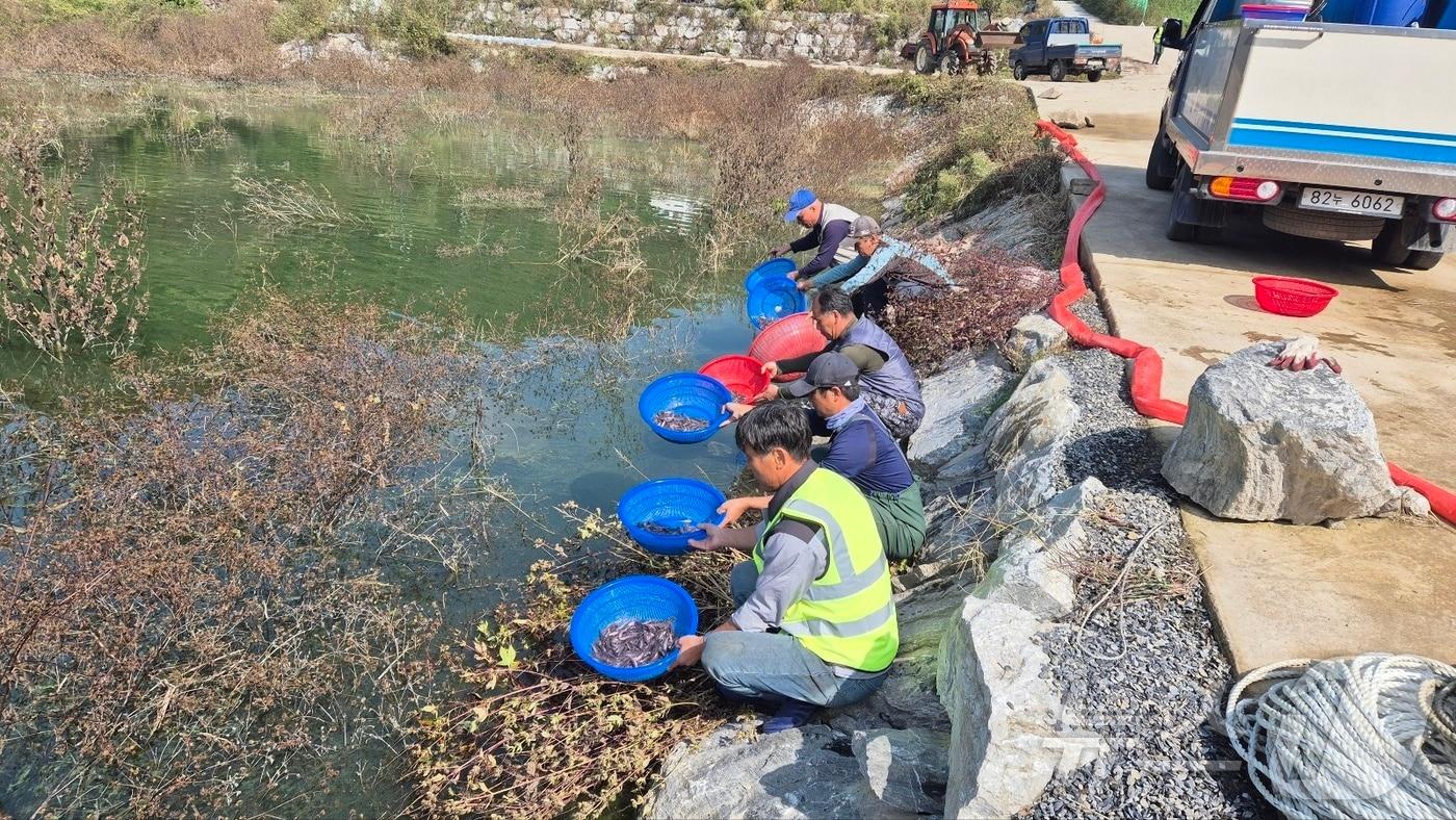  12일 충북 충주시는 충주호와 탄금호에 대농갱이 치어 6만 6000마리를 방류했다고 밝혔다. 사진은 방류 모습.&#40;충주시 제공&#41;/뉴스1