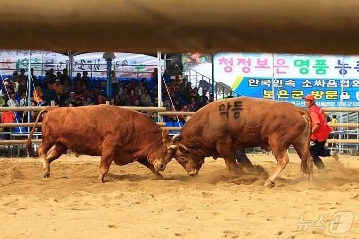 보은 전국민속 소 힘겨루기 대회 장면 &#40;보은군 제공&#41; /뉴스1 