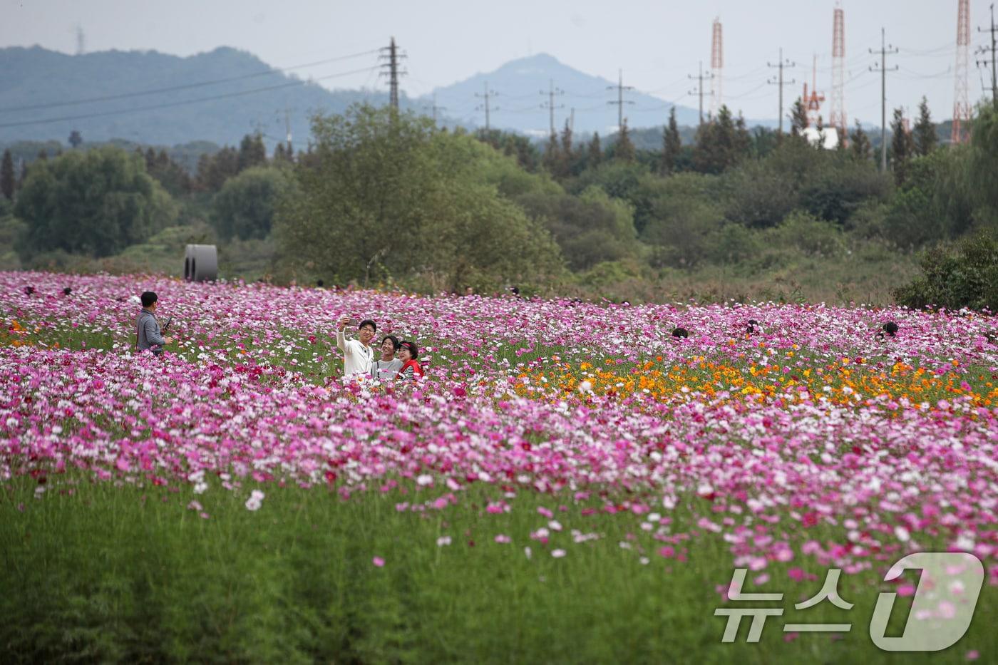 13일 경기 고양시 강매석교공원 일대에서 열린 창릉천 코스모스 축제를 찾은 시민들이 가을 날씨를 만끽하고 있다. 2024.10.13/뉴스1 ⓒ News1 이승배 기자