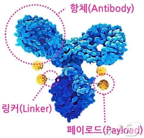 항체약물접합체&#40;ADC&#41; 구조.&#40;아이큐비아 제공&#41;/뉴스1 ⓒ News1