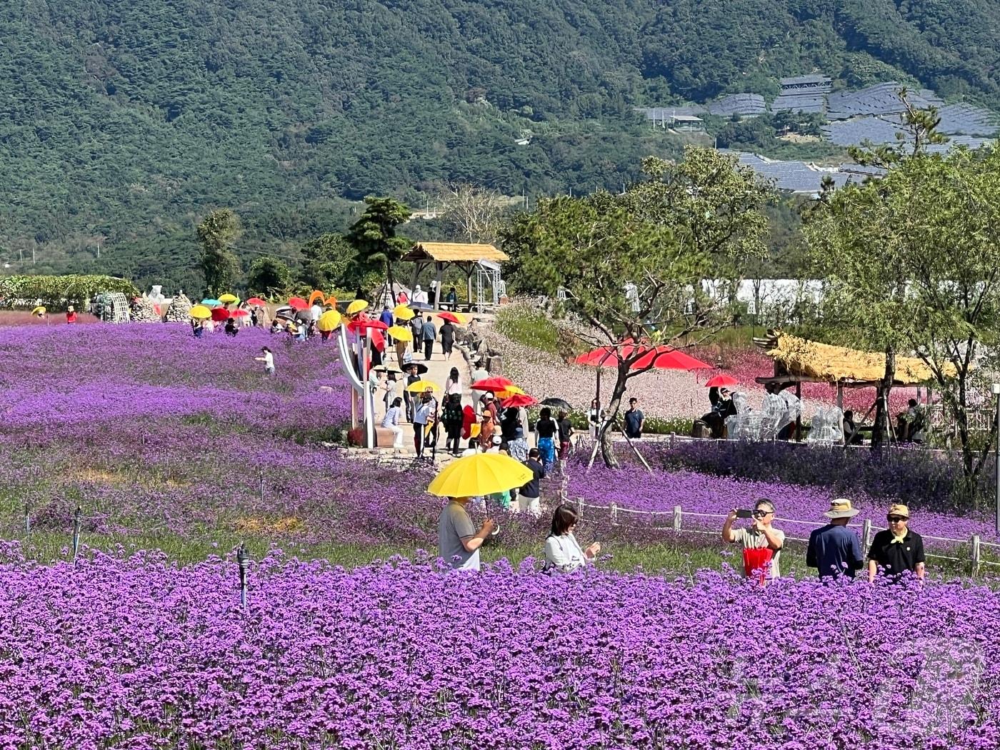 강원 철원 고석정꽃밭.&#40;철원군 제공&#41;