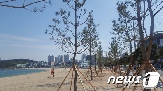 울산 동구 일산해수욕장 해안방재림.&#40;울산 동구 제공&#41;  &#40;사진은 기사 내용과 무관함&#41; / 뉴스1 