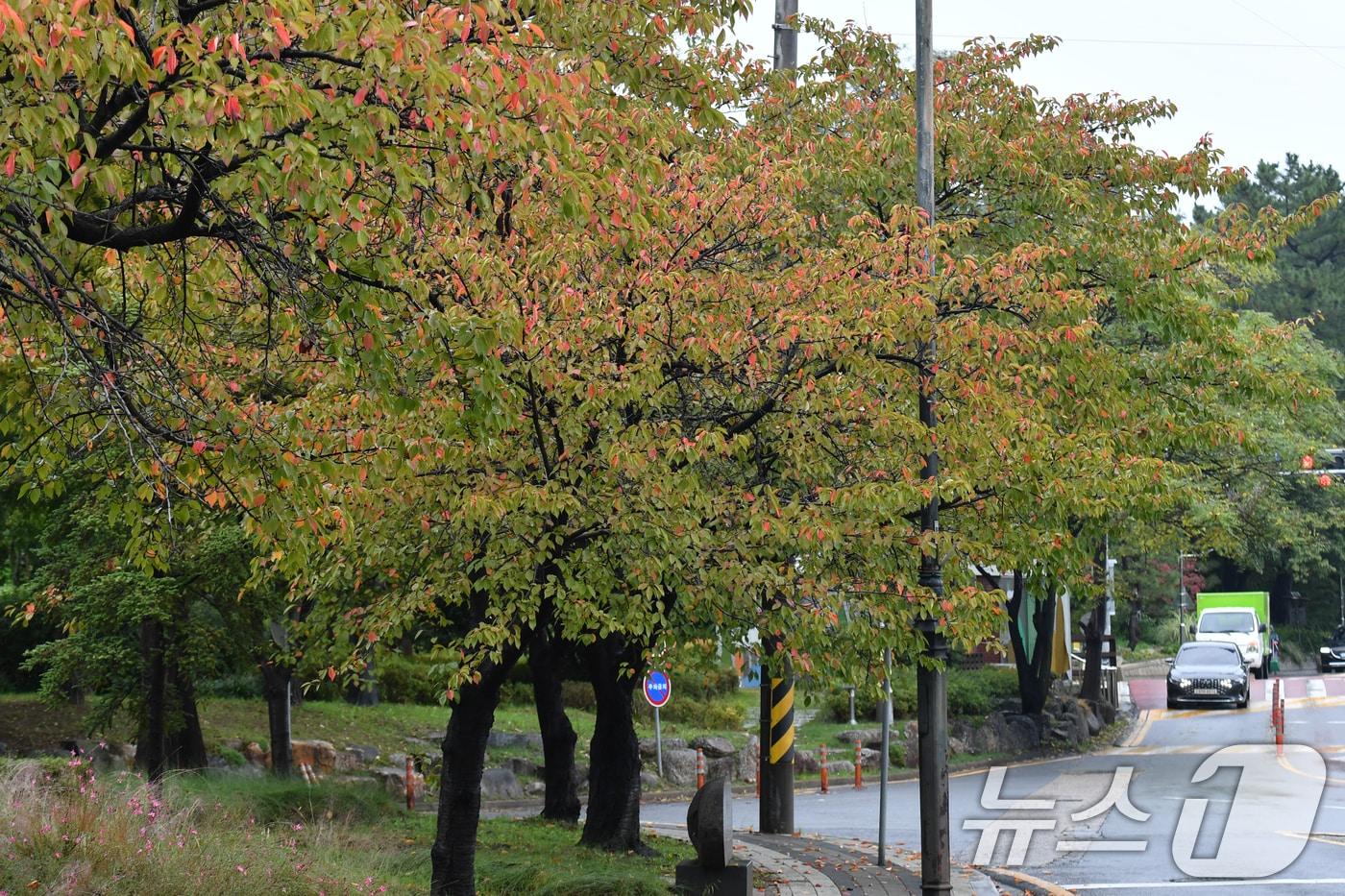 경북 포항시 남구 대잠동 철길 숲에 있는 가로수들이 가을 옷으로 갈아입고 있다. 2024.10.15/뉴스1 ⓒ News1 최창호 기자