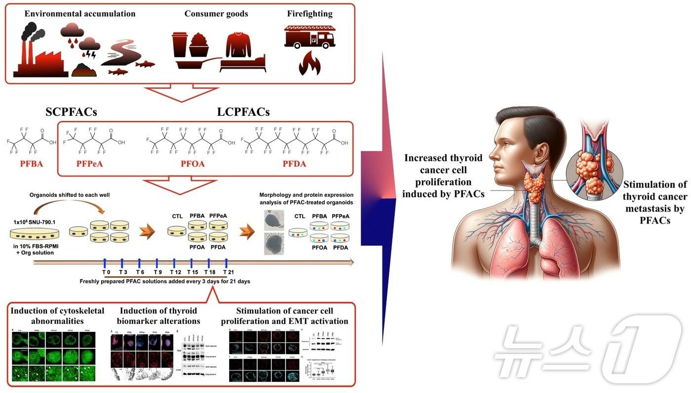 과불화화합물에 의한 갑상선암 세포 증식 및 전이 촉진 기전 모식도. &#40;안전성평가연 제공&#41;/뉴스1