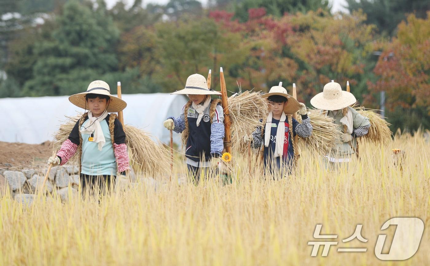 15일 경기 수원시 권선구 국립농업박물관에서 열린 벼베기 체험행사에서 아이들이 지게를 이용해 벼를 나르고 있다. 2024.10.15/뉴스1 ⓒ News1 김영운 기자