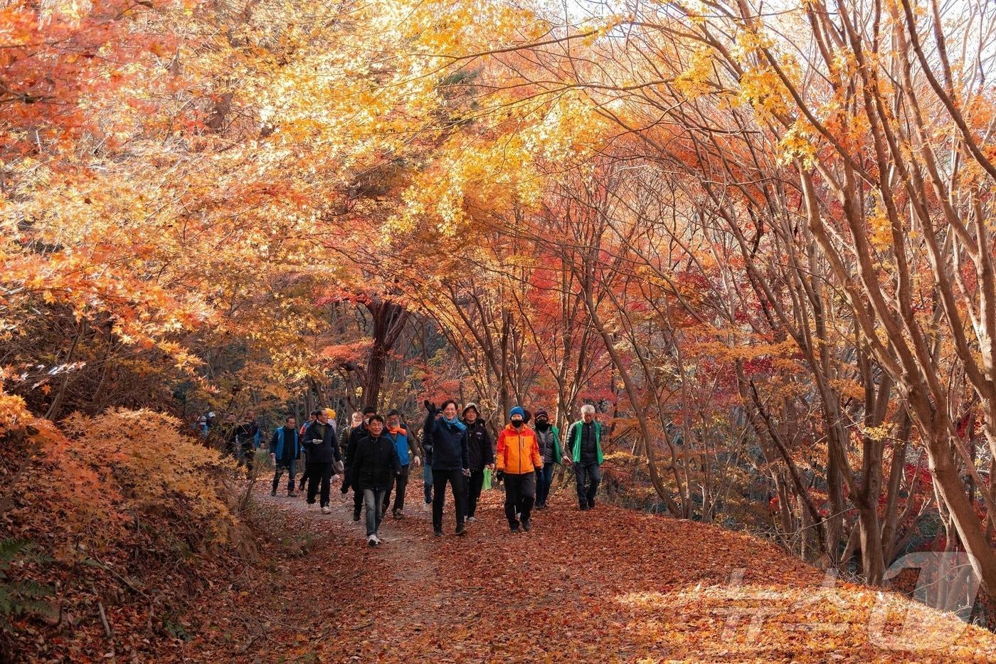 영암 백룡산 숲길 &#40;영암군 제공&#41;/뉴스1 