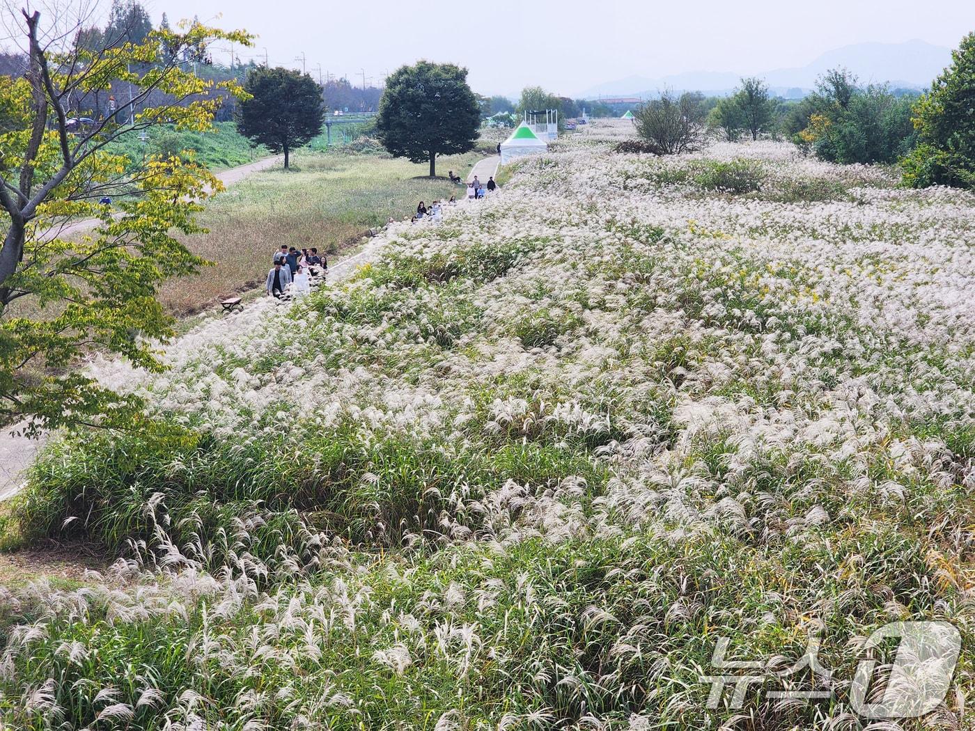 16일 광주시 서구 극락교 영산강변을 찾은 관광객들이 은빛 억새밭을 걸으며 가을 정취를 만끽하고 있다. 서2024.10.16/뉴스1 ⓒ News1 김태성 기자