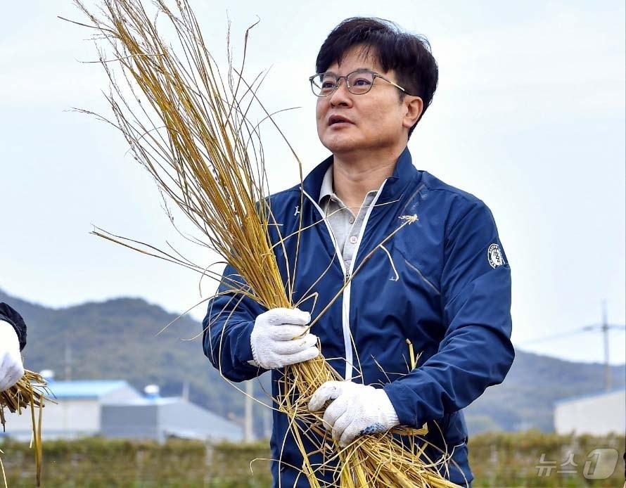 김병수 김포시장이 17일 대곶면 약암리 농업기술센터 벼 예찰답에서 종자 복원용으로 재배된 자광벼를 수확하고 있다. &#40;김포시 제공&#41;2024.10.17/뉴스1