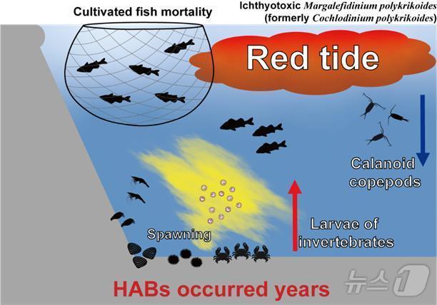 적조 발생이 해양생태계에 미치는 영향에 대한 모식도&#40;한국해양과학기술원 제공&#41;