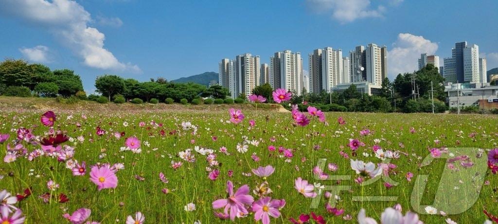  2일 충북 충주시는 시민의 숲 용지에 대규모 코스모스 단지를 조성했다고 밝혔다.&#40;충주시 제공&#41;/뉴스1