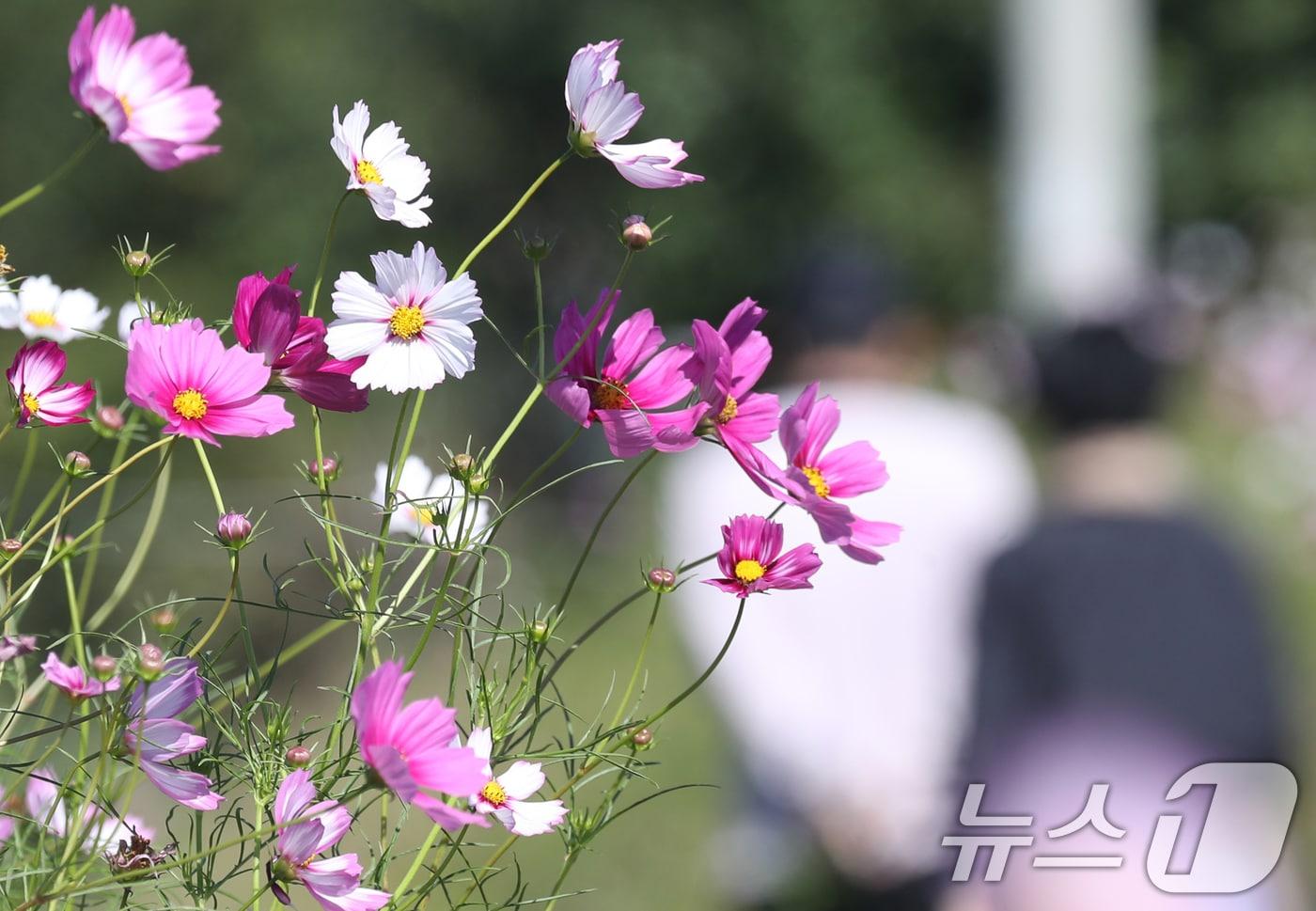 선선한 가을 날씨를 보인 2일 오후 경기 의왕시 왕송호수 인근 코스모스 밭에서 시민들이 가을 정취를 느끼고 있다. 2024.10.2/뉴스1 ⓒ News1 김영운 기자