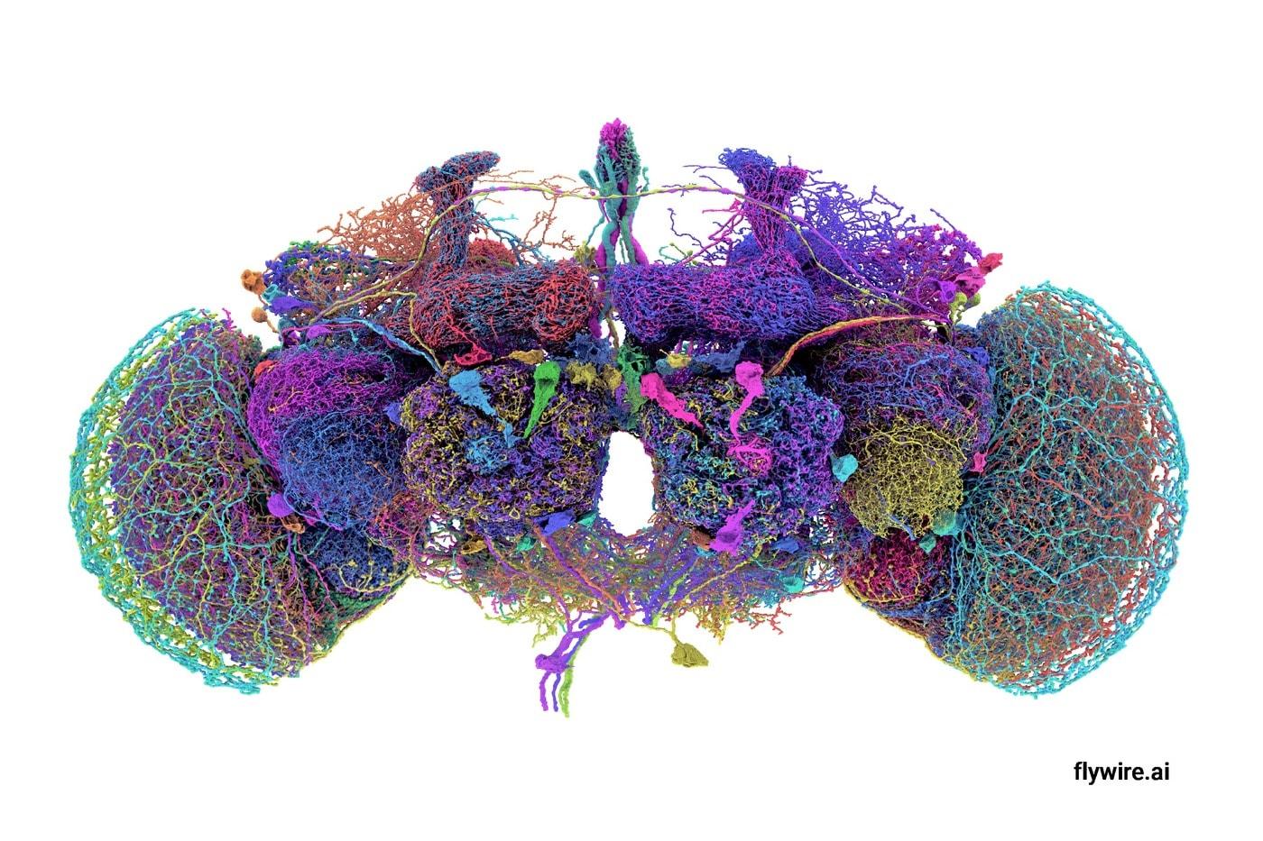 프린스턴대 연구진이 구축한 초파리 성체 뇌 신경망 3D 지도&#40;Credit: Tyler Sloan and Amy Sterling for FlyWire, Princeton University&#41;/뉴스1