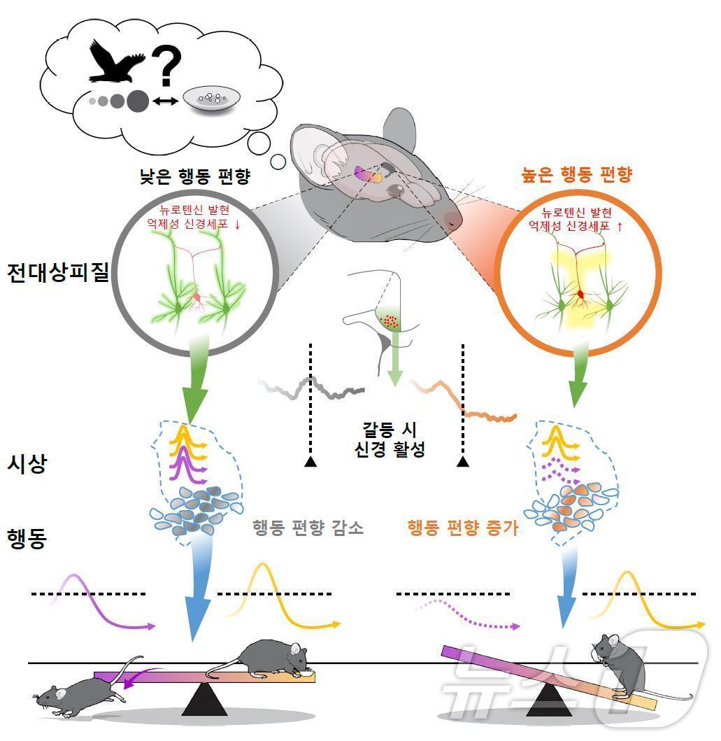 대뇌피질-시상핵에 의한 행동 편향 조절 메커니즘.&#40;KIST 제공&#41;/뉴스1