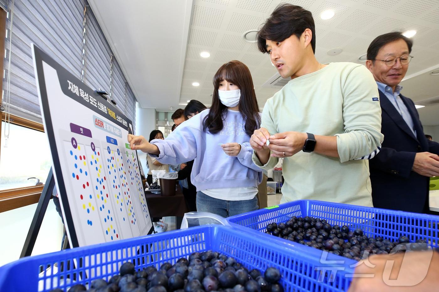 강원도농업기술원, 2일 씨 없는 고당도 흑색 포도 신품종 ‘흑아롱’ 품평회.&#40;도농업기술원 제공&#41;