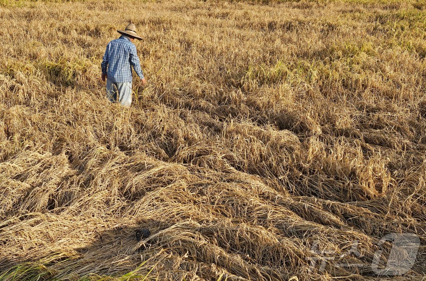 5일 전남 장흥군 대덕읍 연지리 들녘에서 한 농민이 벼멸구가 휩쓸고 간 벼논을 살펴보고 있다. 2024.10.2/뉴스1 ⓒ News1