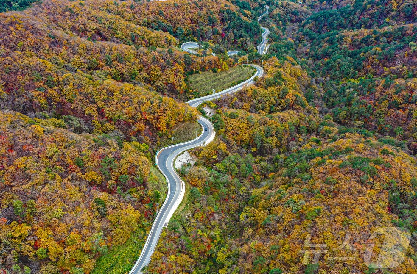 20일 강원도 평창군 용평면 운두령 일대 산자락에 단풍이 물들고 있다. 2024.10.20/뉴스1 ⓒ News1 이재명 기자