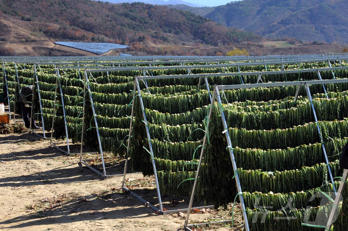 해안면 펀치볼 일원의 시래기덕장.&#40;양구군 제공&#41;/뉴스1