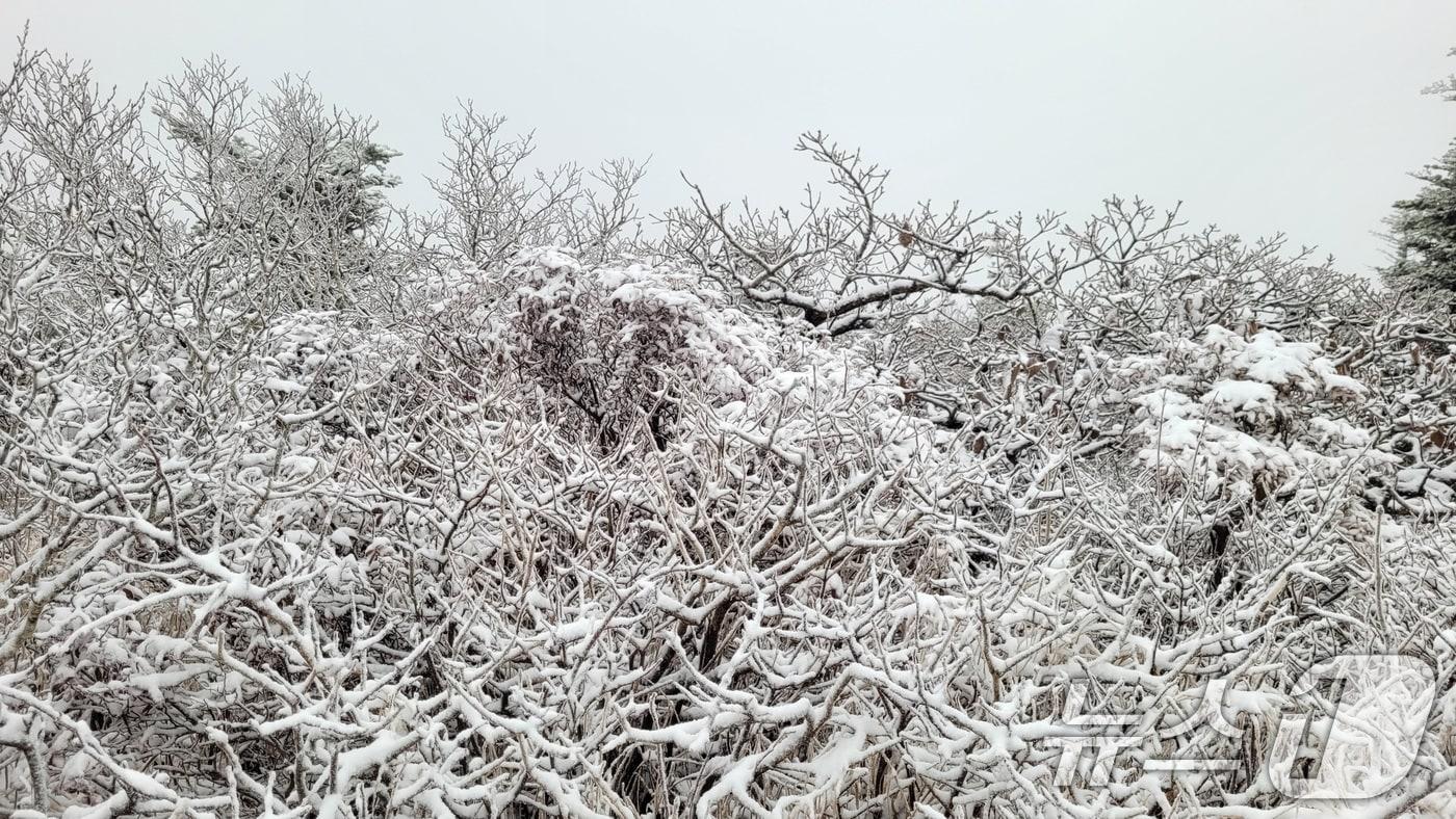 20일 설악산 중청대피소 인근에 첫눈이 쌓여 있다. 설악산국립공원사무소에 따르면 전날 오후 7시 30분부터 내린 눈은 이날 오전 7시까지 1㎝ 정도 쌓였다. &#40;설악산국립공원사무소 제공&#41; 2024.10.20/뉴스1 ⓒ News1 신웅수 기자