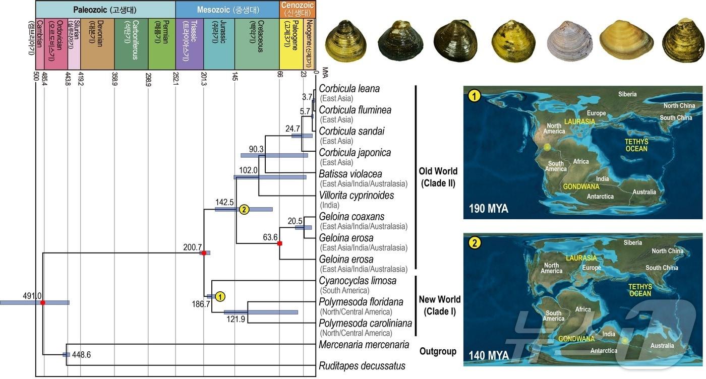 판게아 대륙이동에 따른 중생대 지질학적 시기별 이매패류의 육상 담수 생태계로의 서식지 이동. &#40;이화여대 제공&#41;/뉴스1