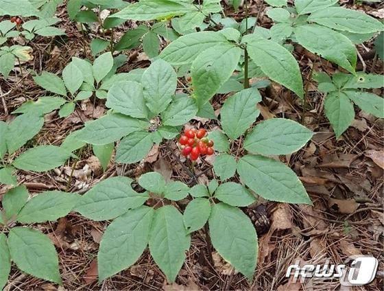  산양삼은 뿌리부터 잎까지 항비만 효과가 탁월한 것으로 나타났다. &#40;사진은 기사 내용과 무관함&#41; / 뉴스1 ⓒ News1 