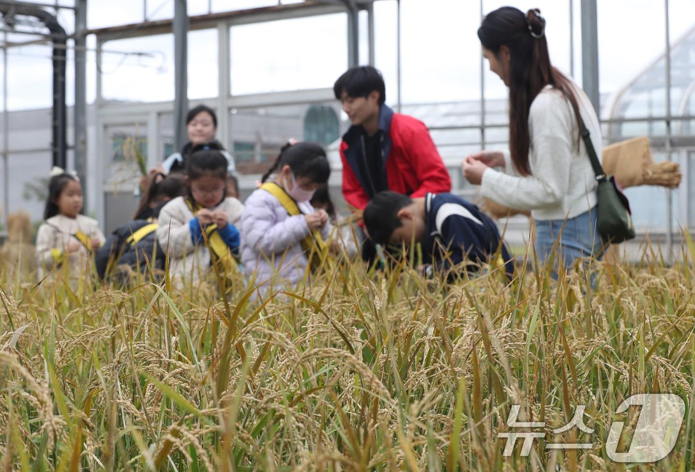 29일 경기지역은 밤의 기온차가 내륙을 중심으로 10도 내외로 클 것으로 예상된다. 사진은 지난 23일 오전 경기 수원시 권선구 국립식량과학원 중부작물부 작물연구동에서 열린 &#39;어린이 초청 벼베기, 탈곡 체험 행사&#39;에서 아이들이 벼베기 체험을 하고 있는 모습. 2024.10.23/뉴스1 ⓒ News1 김영운 기자