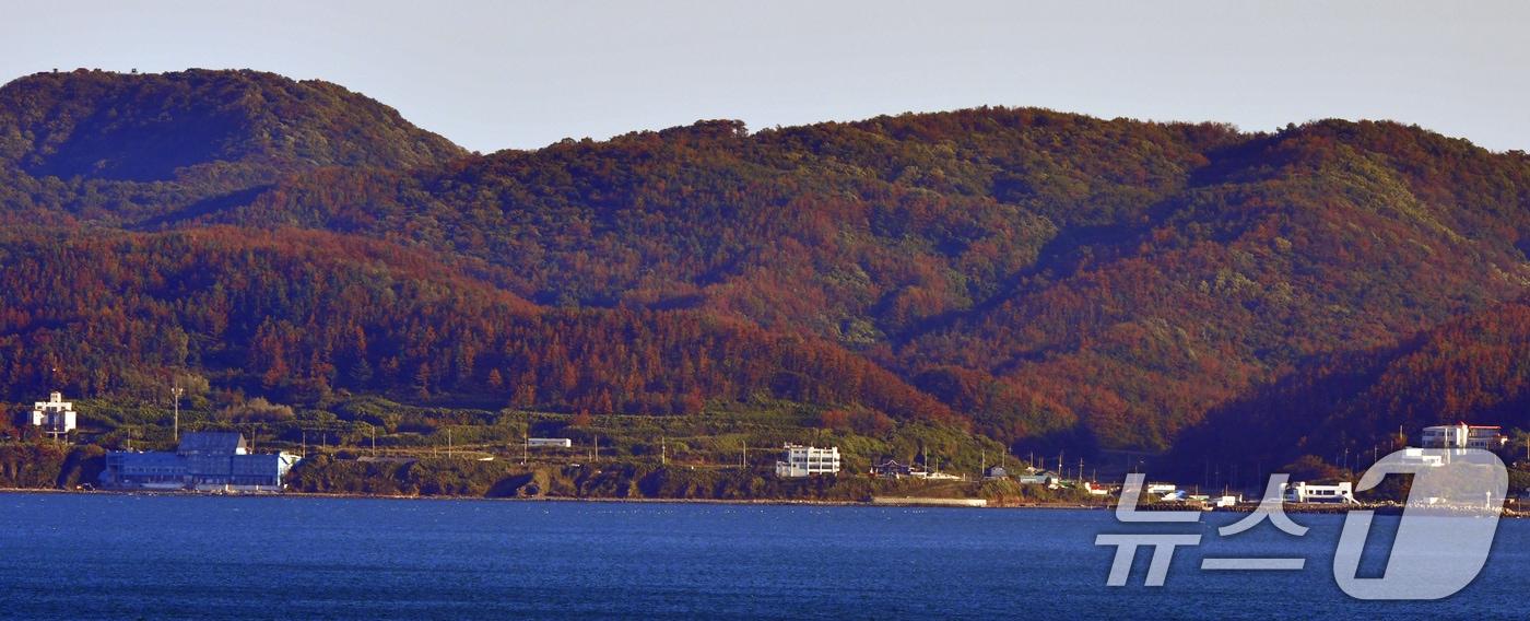 23일 오후 경북 포항시 남구 동해면 주변 산들이 재선충병에 감염된 소나무들로 붉은 색으로 변해있다. 산림청은 소나무재선충병이 집단적으로 발생한 경주시 감포읍과 포항시 호미곶면 일원을 올해부터 특별방제구역으로 지정했다. 2024.10.23/뉴스1 ⓒ News1 최창호 기자