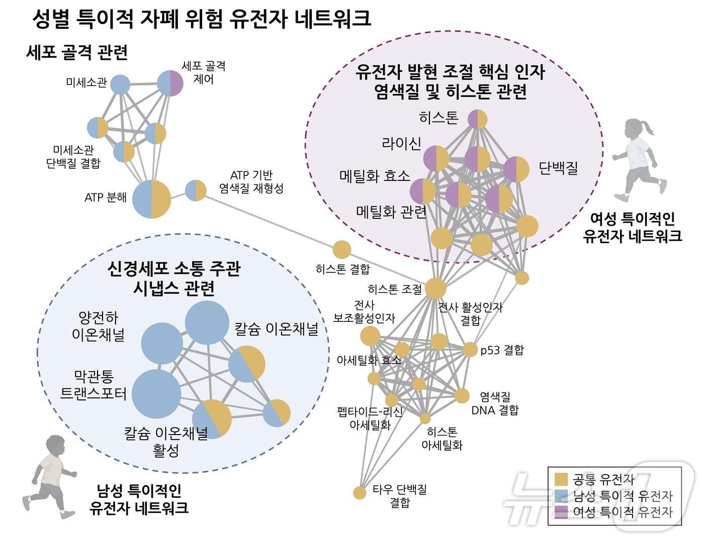 성별 특이적인 자폐 연관 유전자 네트워크.&#40;고려대 제공&#41;/뉴스1