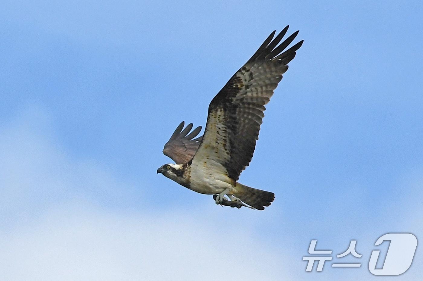 25일 경북 포항시 남구 연일읍 형산강에서 물고기를 움켜쥔 멸종위기 2급 물수리가 힘차게 날아오르고 있다. 2024.10.25/뉴스1 ⓒ News1 최창호 기자