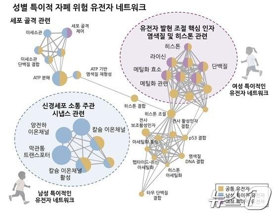 성별 특이적인 자폐 연관 유전자 네트워크.&#40;고려대 제공&#41;/뉴스1