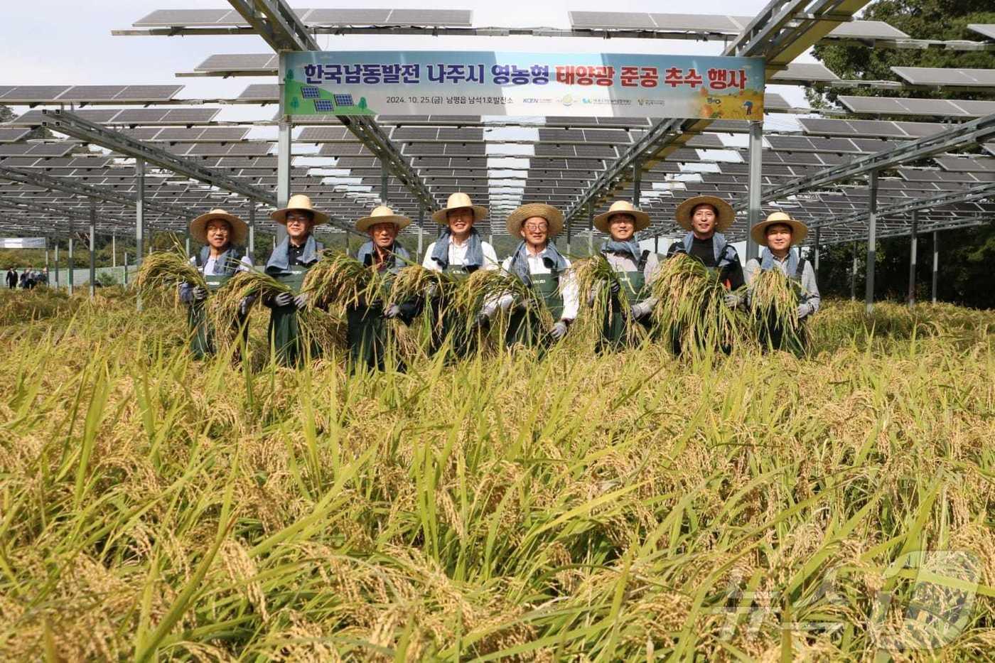 25일 전남 나주시 남평읍 남석리 하남마을에 위치한 남석1호 발전소 일원에서 영농형 태양광으로 재배한 벼 추수행사를 개최했다.&#40;나주시 제공&#41; ⓒ News1