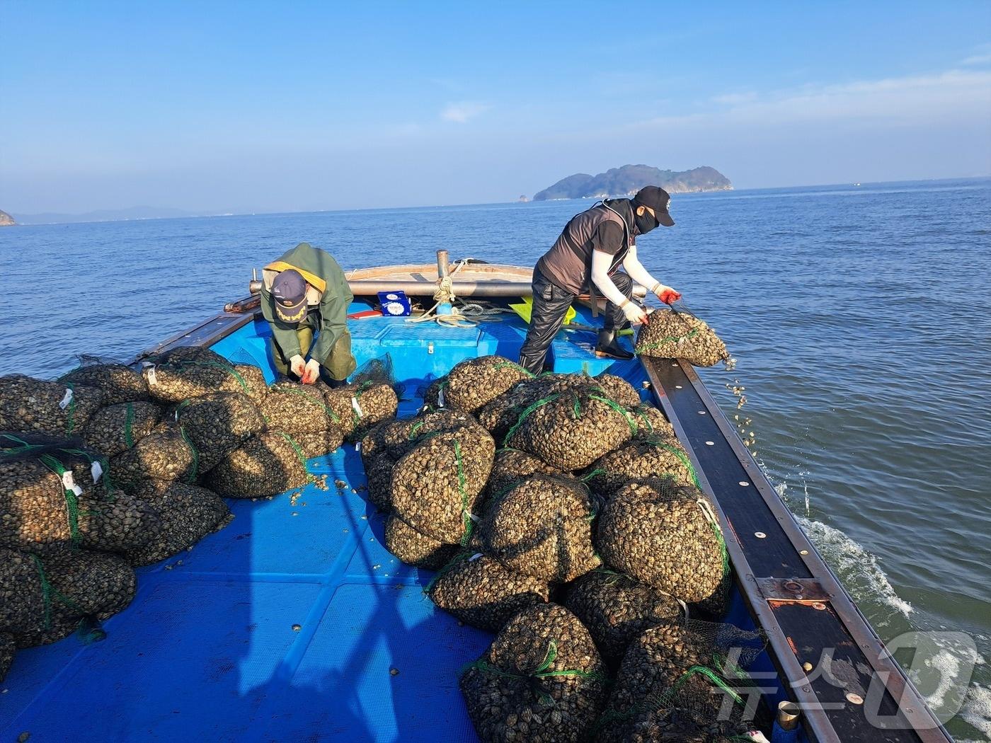 바지락, 동죽 살포 모습&#40;인천 옹진군 제공&#41;/뉴스1