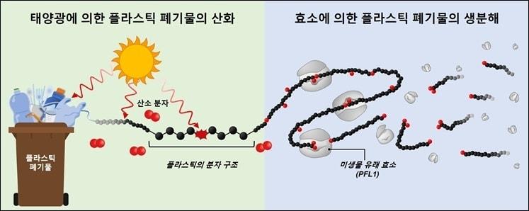 플라스틱 폐기물 생분해 효소 분해 과정 모식도&#40;한국과학기술연구원 제공&#41;