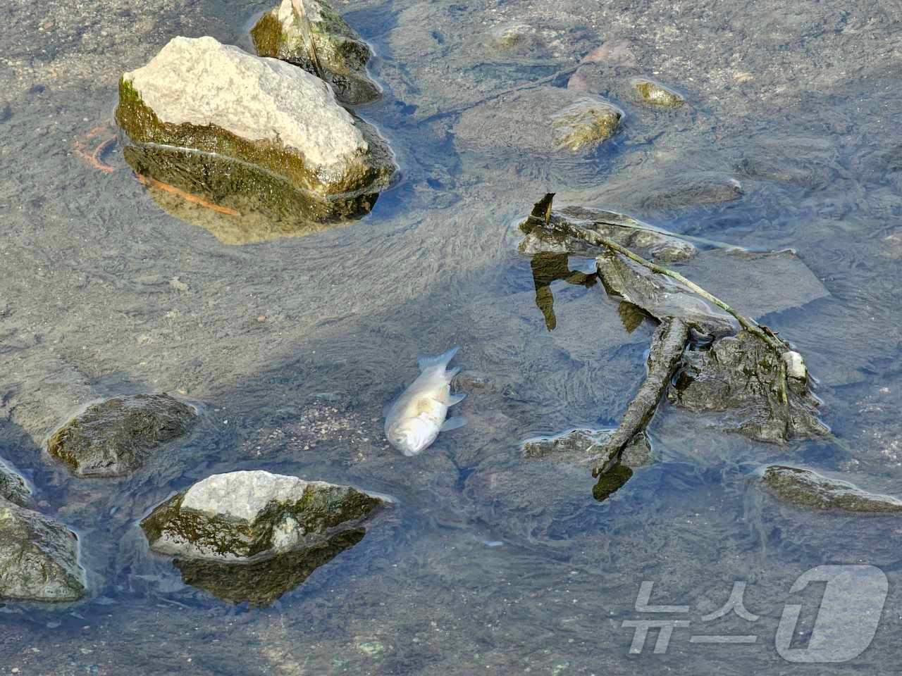 29일 오전 9시 10분쯤 광주 북구 임동 서방천 인근에서 물고기 500여 마리가 폐사한 채 발견돼 북구청 직원들이 수거작업하고 있다.&#40;광주 북구 제공&#41;2024.10.29/뉴스1 