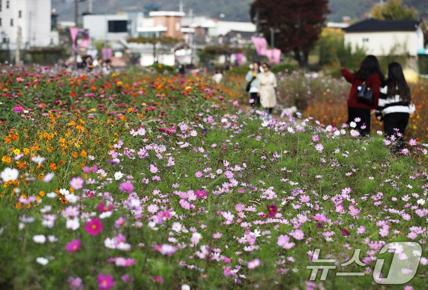 완연한 가을 날씨를 보인 30일 서울 종로구 열린송현 녹지광장에서 시민들이 만개한 코스모스길을 걷고 있다. 뉴스1 ⓒ News1