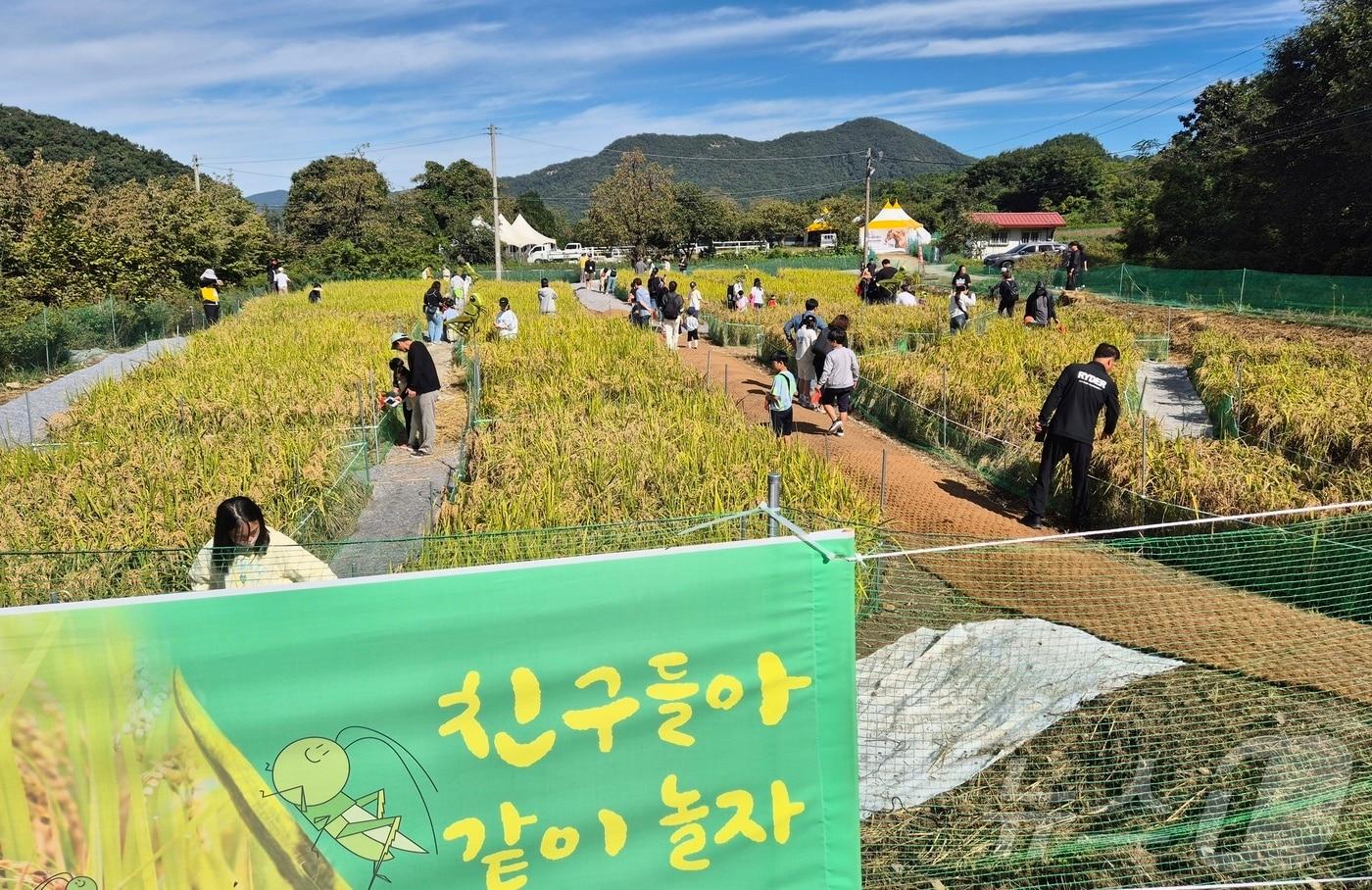 5일 전북 완주군 고산자연휴양림 일원에서 열린 완주와일드&로컬푸드 축제를 찾은 가족들이 메뚜기 잡기 체험활동을 하고 있다. 2024.10.5/뉴스1 ⓒ News1 강교현 기자