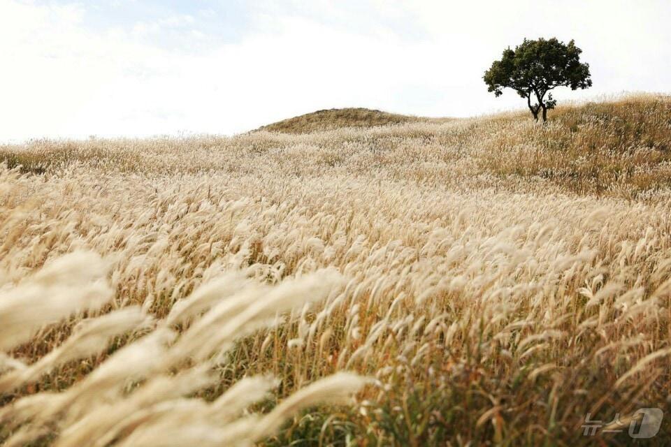 합천 황매산 억새 군락지&#40;합천군 제공&#41;.