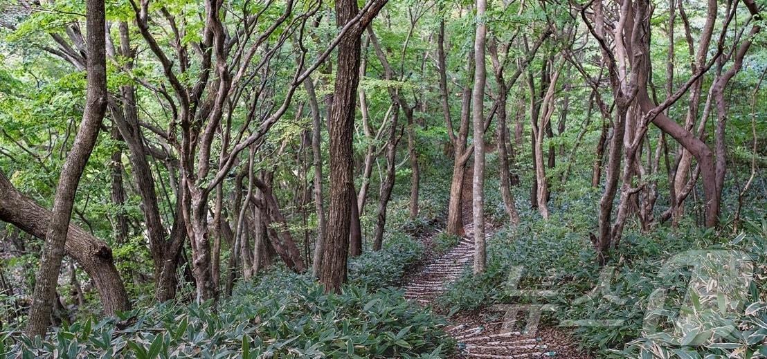 삼다수 숲길&#40;제주관광포털사이트 비짓제주&#41;/뉴스1