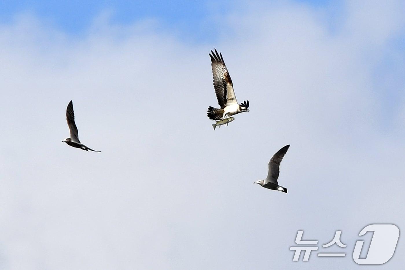 9일 경북 포항시 남구 연일읍 형산강에서 물고기 사냥에 성공한 환경부 지정 멸종위기 야생생물 2급인 물수리가 갈매기를 피해 날아가고 있다.&#40;사진은 기사 내용과 무관함&#41;  2024.10.9/뉴스1 ⓒ News1 최창호 기자