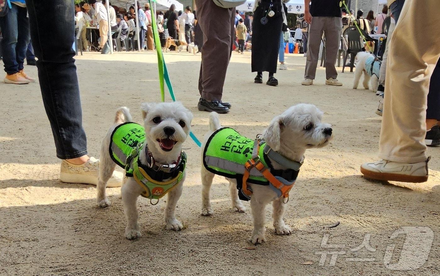 2024년 관악구 반려동물 축제 &#39;동물과의 공존 한마당&#39;이 9일 서울 관악구 낙성대공원에서 열렸다&#40;독자 제공&#41;. ⓒ 뉴스1