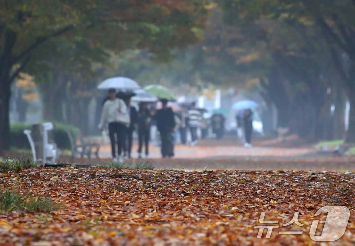 가을비가 내린 1일 대구대학교 경산캠퍼스에 낙엽이 쌓이고 있다. 2024.11.1/뉴스1 ⓒ News1 공정식 기자