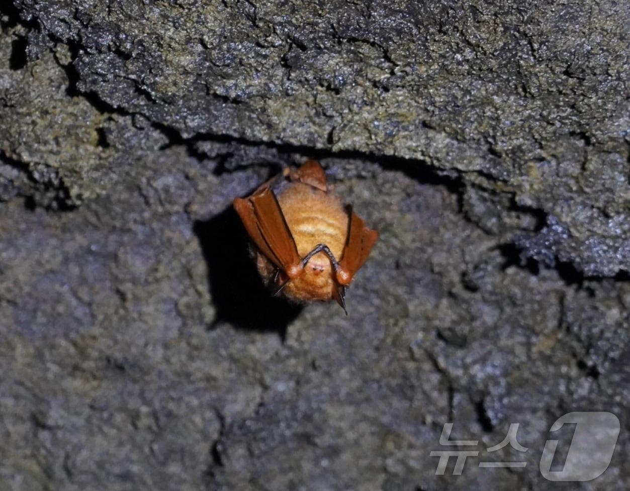 제주시 구좌읍 김녕굴에서 발견된 붉은박쥐&#40;황금박쥐&#41;/뉴스1