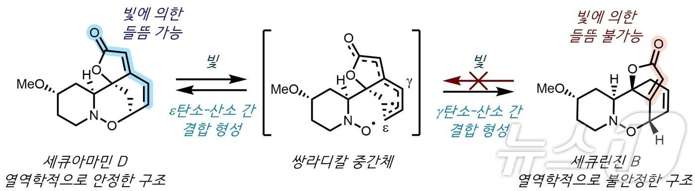 세큐린진 B의 합성 전략. &#40;KAIST 제공&#41;/뉴스1