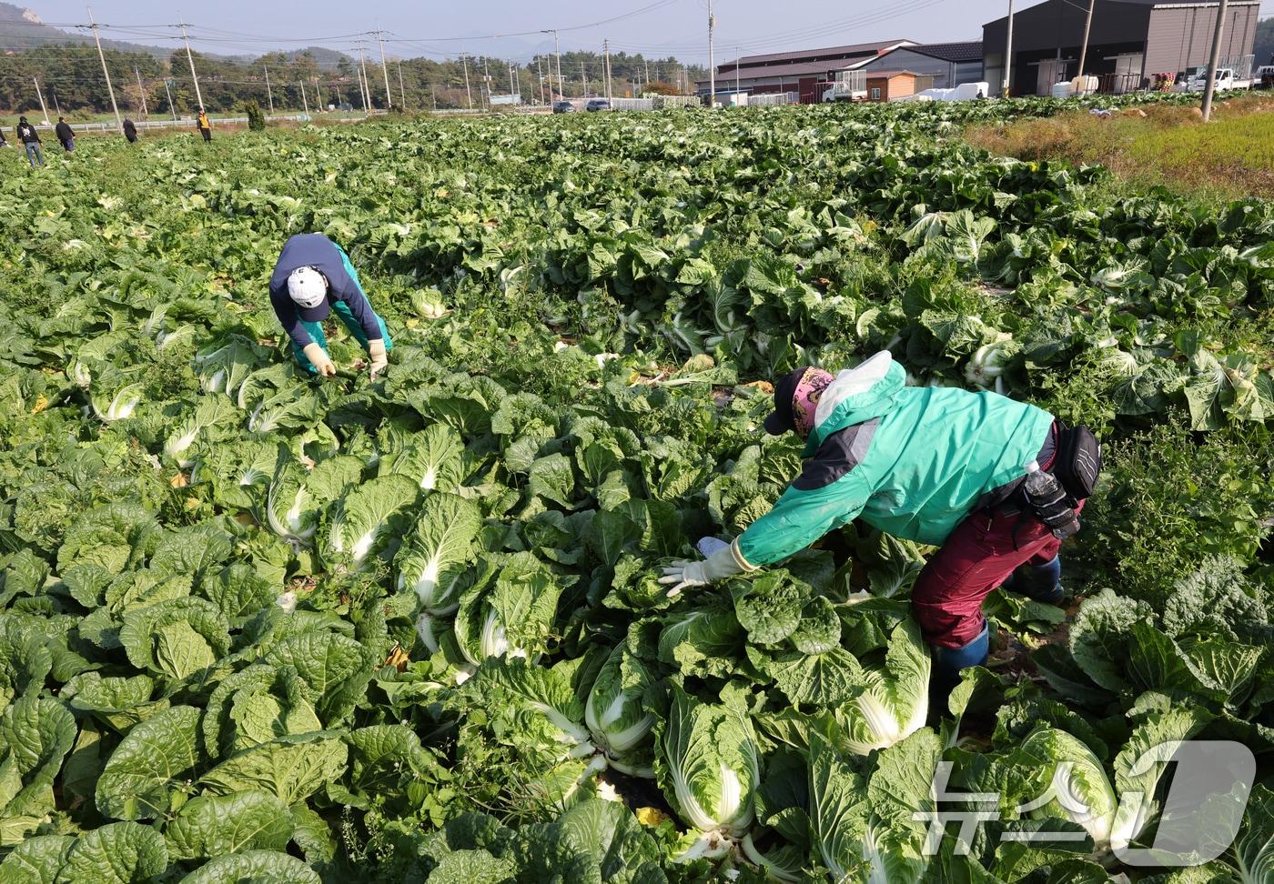 12일 전남 해남군 북평면 앞 배추밭에서 농민들이 배추 수확을 하고 있다. 전국 최대 주산지 해남의 배추는 황토땅에서 해풍을 맞고 자라 영양이 풍부하다. 2024.11.12/뉴스1 ⓒ News1 김태성 기자