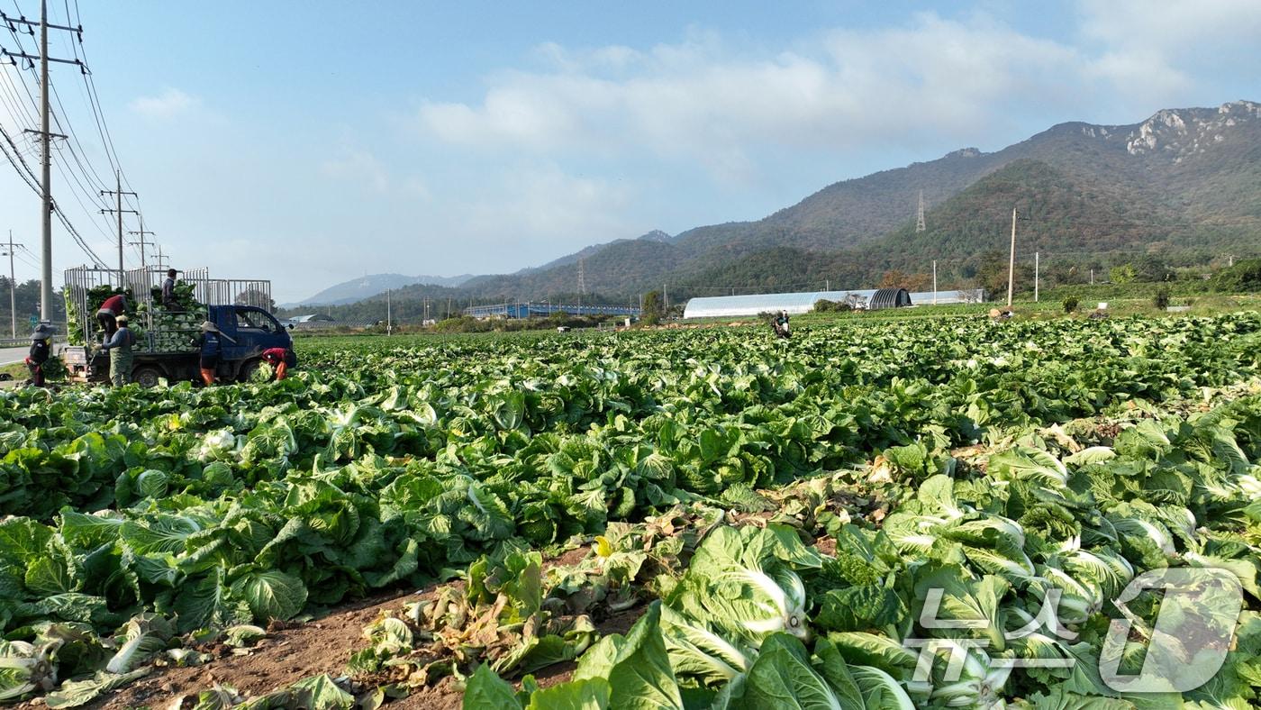 전남 해남군 북평면 앞 배추밭에서 농민들이 배추 수확을 하고 있다. 전국 최대 주산지 해남의 배추는 황토땅에서 해풍을 맞고 자라 영양이 풍부하다. 2024.11.12/뉴스1 ⓒ News1 김태성 기자