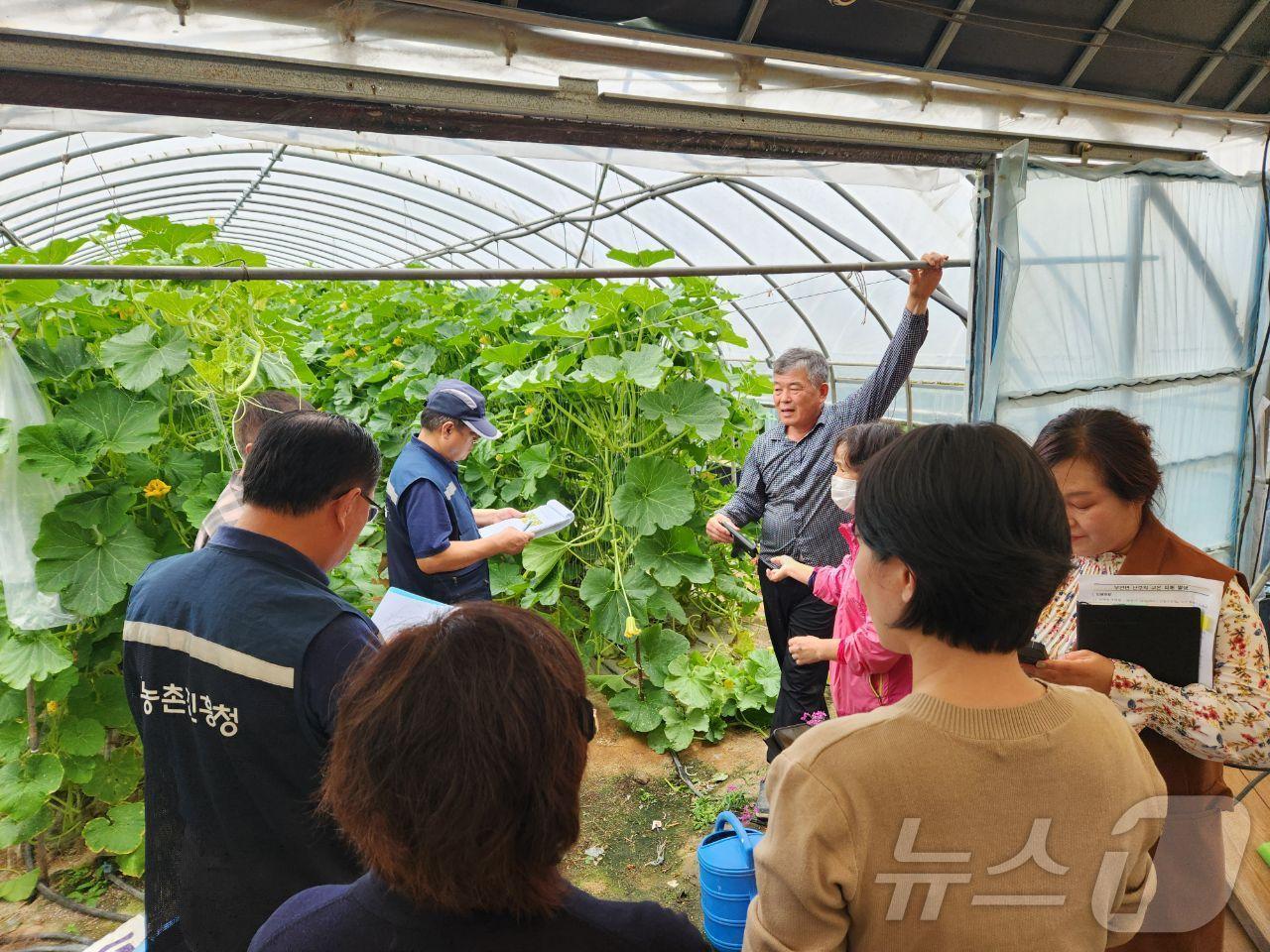 고창군은 8~9월 폭염으로 인한 단호박 착과불량 피해를 농식품부 농업재해로 인정받았다. 단호박 폭염피해 조사 모습. &#40;고창군 제공&#41;2024.11.12/뉴스1 