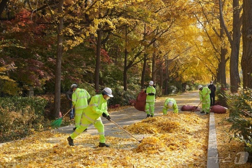  송파구 위례성대로에서 은행잎을 수거중인 환경 공무관&#40;송파구 제공&#41;