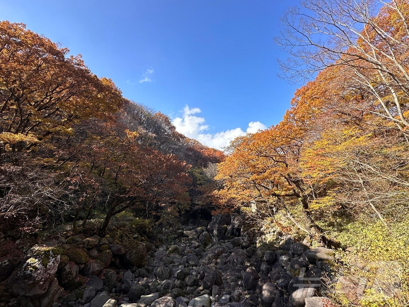 올해 제주 한라산 단풍이 13일 절정을 이루고 있다. 한라산 어리목교에서 촬영한 단풍.&#40;제주기상청 제공&#41;/뉴스1 