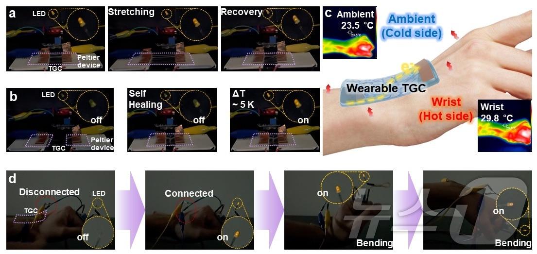 하이드로 젤 기반 열전 소자의 신축과 자가회복 특성 및 손목의 열을 통한 전구 구동.&#40;KAIST 제공&#41;/뉴스1